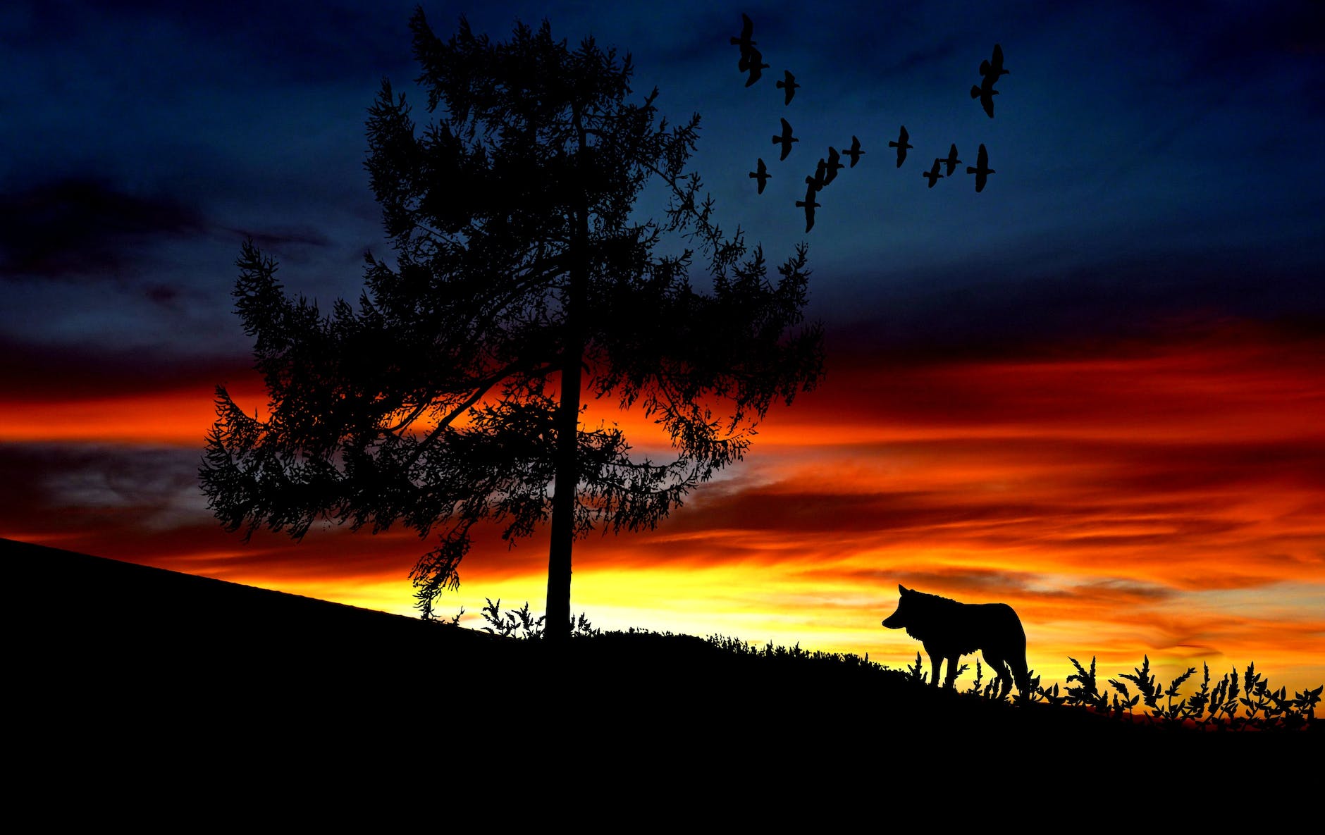 silhouette dog on landscape against romantic sky at sunset