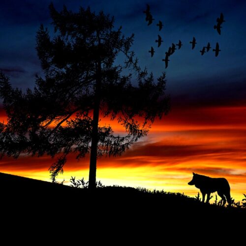 silhouette dog on landscape against romantic sky at sunset